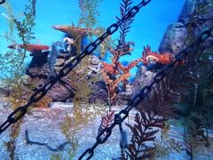 -上海海洋水族馆