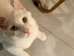 -大型宠物商超·宠海王国·宠物猫狗活体·用品·美容(新世界百货重庆店)