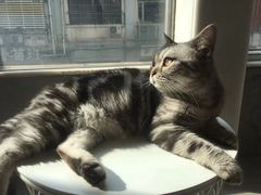 -猫儿山۰猫主题餐厅