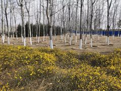 -永定河休闲森林公园