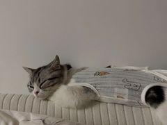 -lincat·猫舍(广州店)