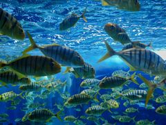 -海合安成都极地海洋公园