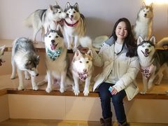 -Husky Go! 哈士奇体验馆·宠物咖啡厅狗咖