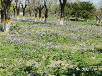 又到春天了，每年4月中旬开始，京城梨园的游客就渐长