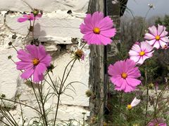 -松赞拉萨林卡酒店