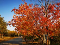 -永定河休闲森林公园