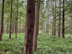 -黄海国家森林公园