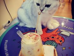 -滚猫咖啡·猫咖·猫友好撸猫(未来城店)