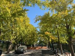-三里屯东五街银杏大道