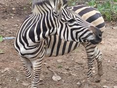 -清迈夜间动物园