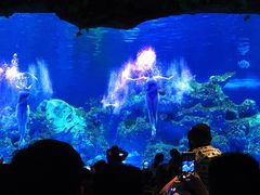 -芜湖新华联大白鲸海洋公园