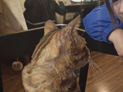 -猫友咖啡店(玉林西路店)