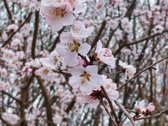 -桃花堤公园