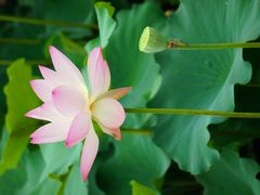 -鹅湖玫瑰文化园