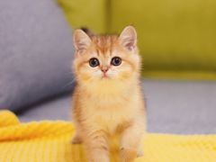 -Bastet sally猫舍购宠(静安店)