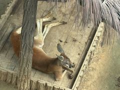 -大连森林动物园