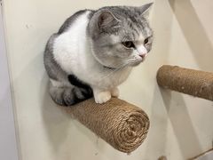 -共舞时光猫咖·狗咖(新街口店)
