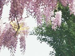 -嘉定紫藤园