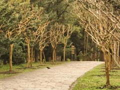 -上海共青森林公园