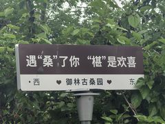 -御林古桑园