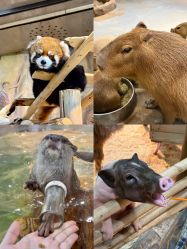 -Zoolung Zoolung动物主题公园(海信广场店)