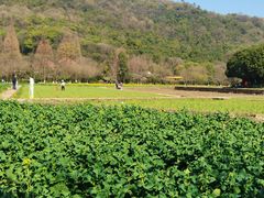-八卦田遗址公园