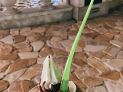 -Salud撒露欧洲冻酸奶(蓝色港湾店)