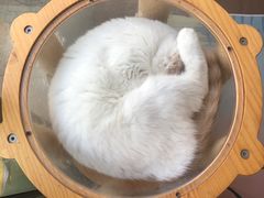 -猫在这儿猫咪咖啡馆·撸猫馆