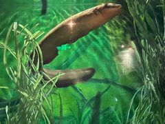 -上海海洋水族馆