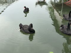 -华西村