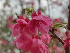 -深圳仙湖植物园