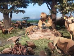 -国家自然博物馆