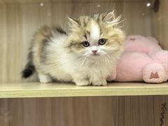 -momokira米努特·德文卷毛猫·棉花面纱犬