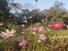 -广西壮族自治区药用植物园