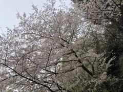 -武汉大学-樱园