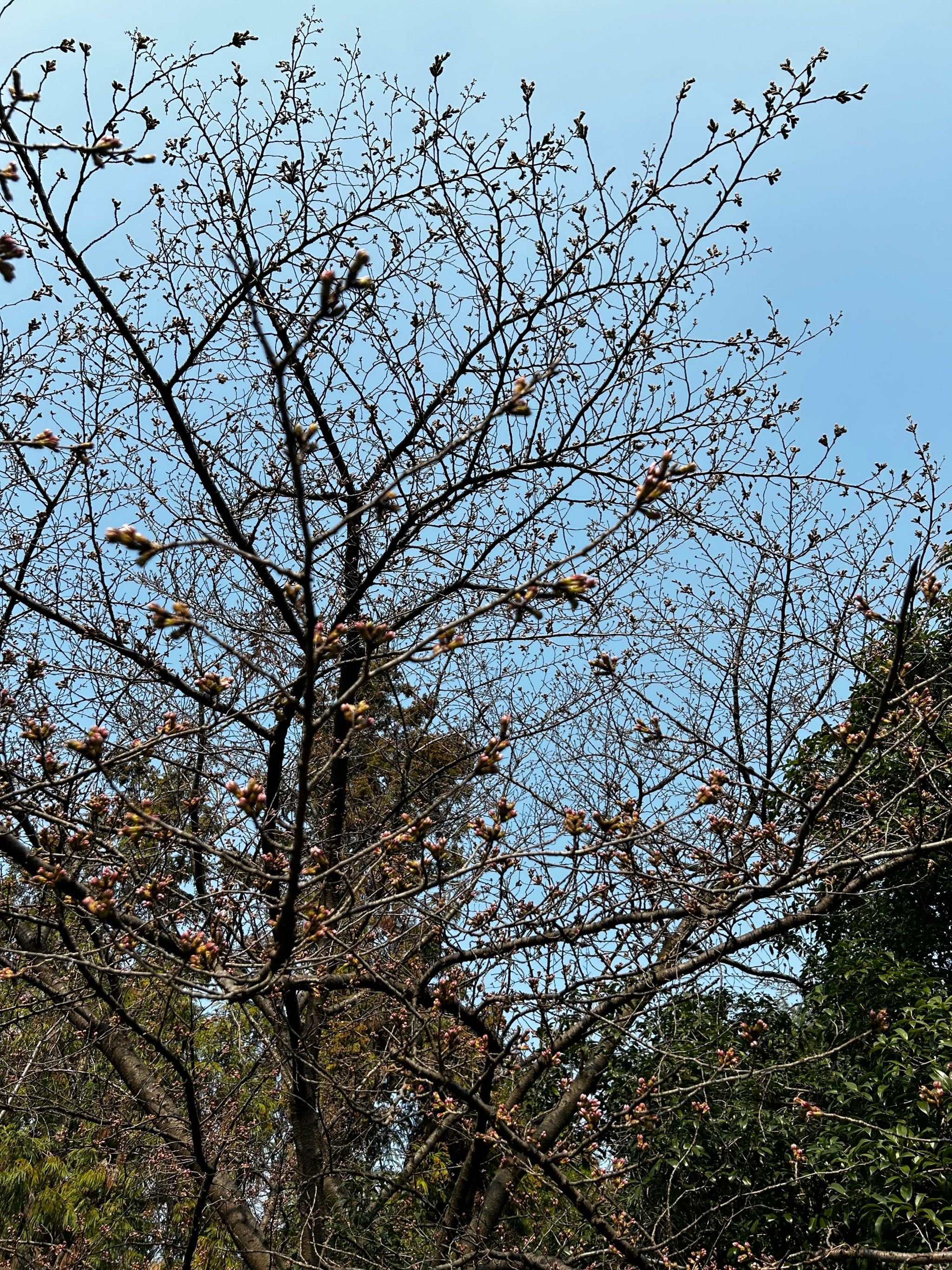 南林的樱花还没开