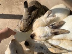 -前小桔亲子创意农场·草莓采摘·露营烧烤