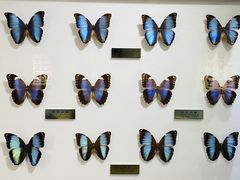 -上海昆虫博物馆