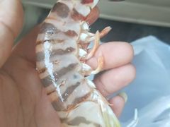 -琼大师东方烤乳猪(亚特兰蒂斯店)