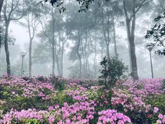 -梧桐山风景名胜区