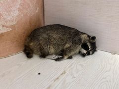 -浣熊柯尔鸭土拨鼠·电玩咖