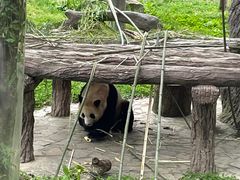 -卧龙中华大熊猫苑神树坪基地