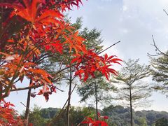 -广州市帽峰山景区
