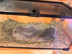 -可爱抓 COCO  GOTCHA(天津鹏欣水游城店)