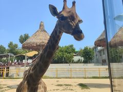 -西霞口神雕山野生动物世界