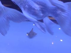 -黄鱼炙夜(华家池店)