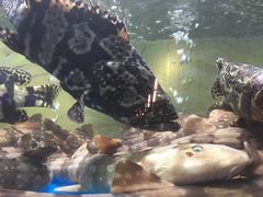 -至尊鲨鱼·原烹海鲜·新浙菜(拱宸桥店)