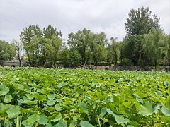 -莲湖公园