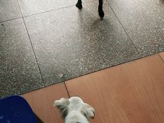 -小叮当动物医院·骨科·眼科