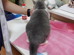 -北京观赏动物医院·24小时大型综合·猫专科·异宠专科